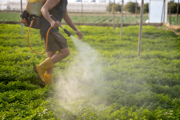 Wasp Removal Services in Footville, WI